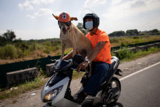 Biker dog Bogie thrills fans as he cruises Philippine highways