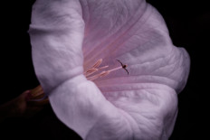 Scientists have evidence that some cave art was inspired by hallucinogenic plants