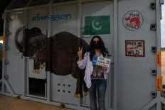 Kaavan, Pakistan's lonesome elephant, starts new life in Cambodia