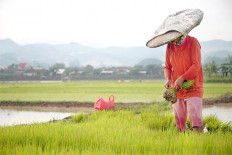 Improving crop production for sustainable agriculture