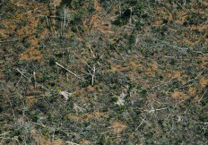  In this file photo taken on Aug.23, 2019, aerial view showing a deforested piece of land in the Amazon rainforest near an area affected by fires, about 65 km from Porto Velho, in the state of Rondonia, in northern Brazil. 