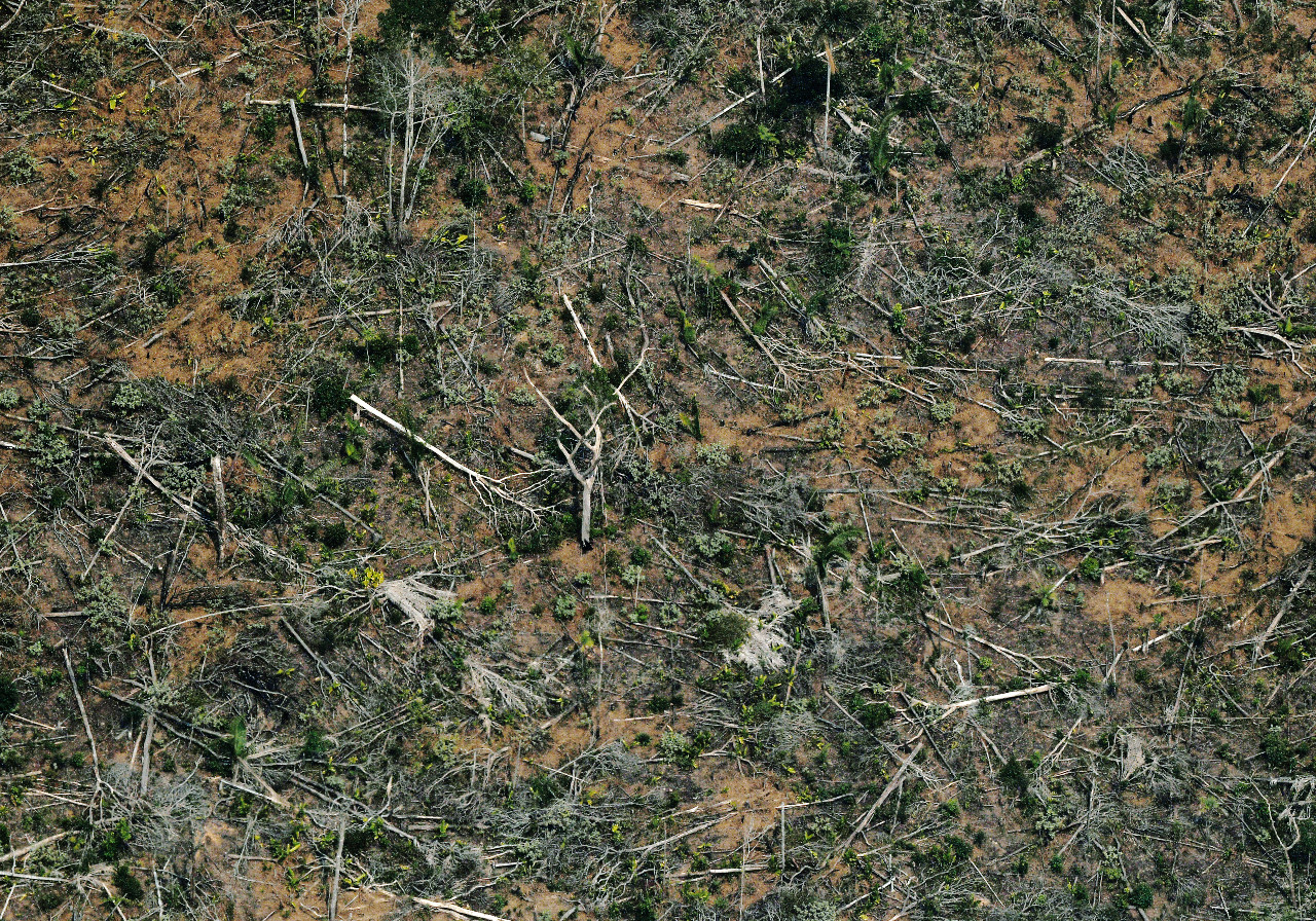 Rich nation appetites driving tropical deforestation Biology Diagrams