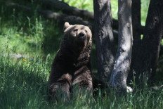 Brown bear found dead in Pyrenees 'was poisoned'