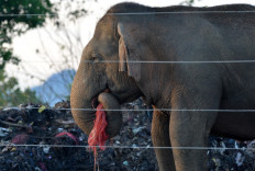 Sri Lanka battles to stop elephants eating plastic trash