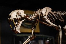 'Saber-toothed tiger' skeleton sells for more than $84,000