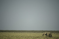 Namibia to sell 170 live elephants