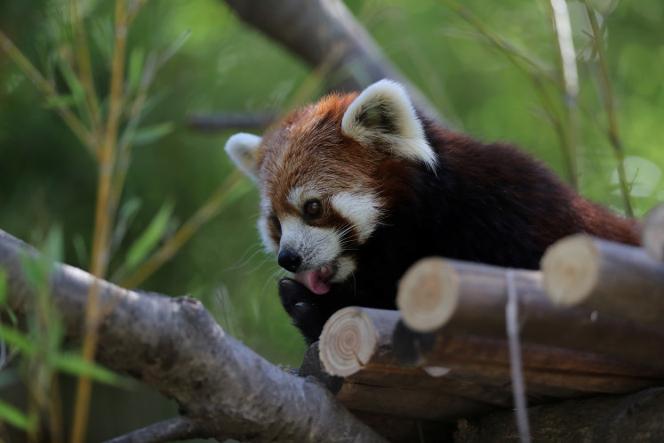 A red panda is seen inside its enclosure after arriving from Japan as part of a worldwide conservation project of the species, which is under danger of extinction, at the Buin Zoo in Buin,  Chile, on Dec. 3, 2020. 