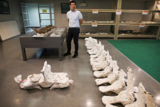 Thai researchers unearth rare whale skeleton