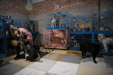 China animal rescuer shares home with 1,300 dogs