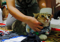 A cat is dressed in a cosplay costume in Jakarta, Indonesia, November 29, 2020. Reuters/Ajeng Dinar Ulfiana