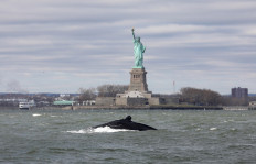Humpback whale in New York Harbor ready for closeup at Statue of Liberty