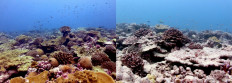 Corals can bounce back from bleaching, if humans don't ruin it: Study