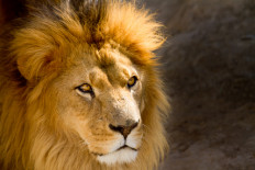 Four lions test positive for COVID at Barcelona zoo