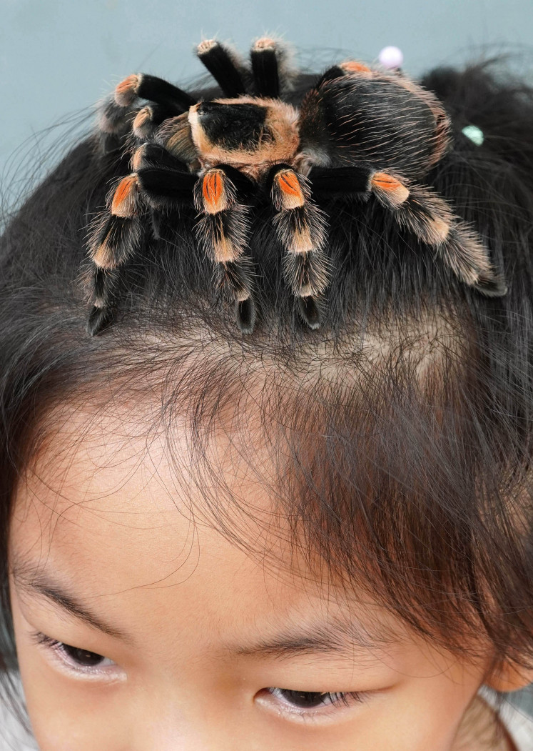 Hair scratcher: Candy lets a Brachypelma smithi crawl on her head. 