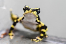 A limosa harlequin frog (Atelopus limosus) is photographed at a laboratory in the zoo of Cali, Colombia, on July 19, 2019. 