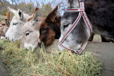 Udderly healthy: Donkey milk a hit in Albania