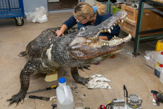 Alligator that survived Berlin WWII bombing on display in Moscow