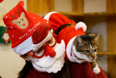 Rescue cats don Santa suits for purrfect Korean Christmas