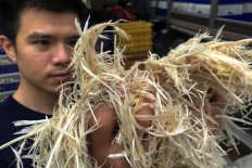 Thai inventor Sorawut Kittibanthorn holds up chicken feathers at a slaughter house in Nakorn Pathom province, Thailand, on November 18, 2020. 