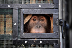 11 orangutans brought home from Thailand, Malaysia long after being smuggled out