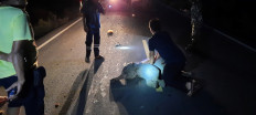 Thai baby elephant hit by motorcycle survives after receiving CPR
