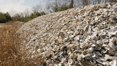 Oyster shells given new life as reefs off Texas coast