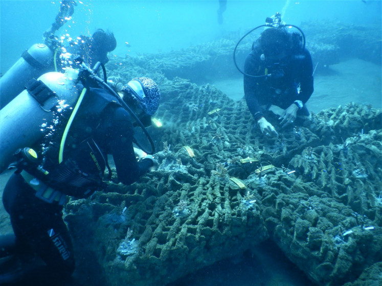 Reef-building: Divers regenerate Bali's coastal habitat by planting coral saplings on new reef structures.
