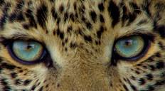 Filmmakers blaze trail for big cat conservation