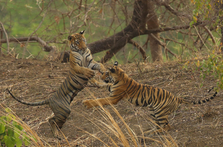 The dance: A two tiger’s fight in a scene from 'Queen of Taru', which follows iconic Bengal tigress Maya. The film makes use of the Bollywood style of feasting, excitement and drama and revolves around Maya's efforts to secure her bloodline in the kingdom.