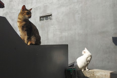 Regenerative sun: Two cats sunbathe on Jan. 26, 2021 in Situgintung, South Tangerang. Sunlight helps trigger the body to produce vitamin D, which is essential to maintaining both physical and mental health against our “kryptonite”, the coronavirus. (Courtesy of Wienda Parwitasari/-)