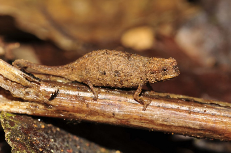 Tiny enough to perch comfortably on a fingertip, the ultra-compact chameleon -- dubbed Brookesia nana -- has the same proportions and world-weary expression as its larger cousins around the world. 