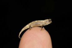  World's tiniest reptile found in Madagascar 