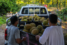  From drones to sensors, Malaysian durian grower goes high-tech 