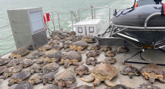 Thousands of 'cold-stunned' sea turtles rescued off coast of Texas