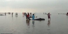 Locals in Bangkalan, East Java gathered around dead whales washed ashore on Feb. 19, 2021.