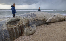 People gather around a dead fin whale that washed ashore on a beach in the southern Israeli city of Ashkelon on February 19, 2021. The rare appearance of the dead whale, discovered on February 18, at the southern Nitzanim beach near Ashkelon, was initially thought to have been connected to the tar pollution, which killed many marine animals. But Israel's Nature and Parks Authority said on Friday that experts determined the whale, a 16.9 metre male weighing an estimated 25 tonnes, was in an advanced state of decay, meaning it had died some two weeks ago.