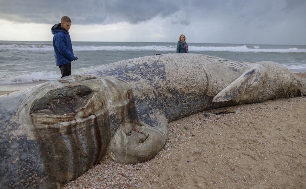 Dead whale washes up on Israeli shore after storm - Environment - The  Jakarta Post