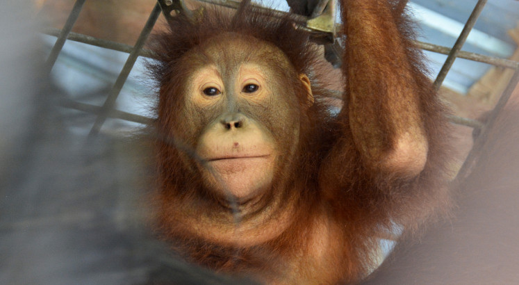 Ape escape: Indonesian orangutans airlifted back to wild