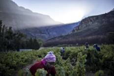 Seasonal workers harvest grapes at vineyard in the Hottentots Mountains in Stellenbosch, on February 23, 2021 where South African wine maker Chris Alheit buys grapes which he will then transform into his own brand of wines. 'Heaven and Earth', this is the name in Afrikaans for this valley nestled between arid mountains and the freshness of the ocean where pioneers produce different wines.