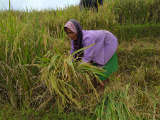 Rethinking women’s roles in Indonesian agriculture