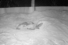 This handout photo from a camera trap taken on Jan. 19 and released by the Wildlife Conservation Society on March 2, 2021 shows a royal turtle preparing to lay eggs at the Koh Kong Reptile Conservation Center (KKRCC) in Koh Kong province.