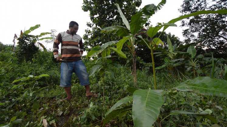 Forty-year-old farmer Sutinggal works to clean wild weed at Meru Betiri National Park in Sanenrejo village, Jember regency, East Java on Feb. 15. After working as an illegal logger for around 20 years, Sutinggal shift profession to become a farmer and commit to protect the forest from further destruction. 