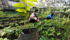 Sutarto, 43, (left) checks on tree seeds at a seedling nursery in Sanenrejo village, Jember regency, East Java on Feb. 15. He and several villagers have been working to replant trees in the deforested area of Meru Betiri National Park in the province.