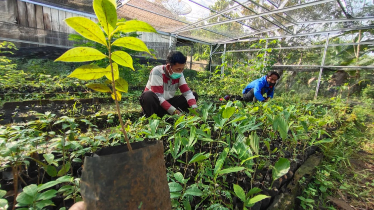 Forty-year-old Sutarto (left) checks on tree seeds at a seedling nursery in Sanenrejo village, Jember regency, East Java on Feb. 15. He and several villagers have been working to replant trees in the deforested area of Meru Betiri National Park in the province.