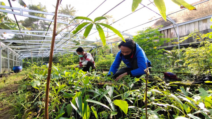 Forty-year-old Sutarto (left) checks on tree seeds at a seedling nursery in Sanenrejo village, Jember regency, East Java on Feb. 15, 2021. He and several villagers have been working to replant trees in the deforested area of Meru Betiri National Park in the province.