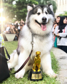 Who let the dogs out? Meeting Instagram’s popular canines