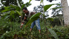 Forty-year-old farmer Sutinggal works to clean wild weed at the Meru Betiri National Park in Sanenrejo village, Jember regency, East Java, on Feb. 15. After working as an illegal logger for around 20 years, Sutinggal changed course by becoming a farmer and committing to protect the forest against further destruction.