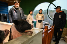 This picture taken on Feb. 28 shows a pig looking over the wall of its enclosure at a coffee shop in Shanghai. Thanks to China's lax regulations in the industry, the animal cafe scene in the nation's biggest city has expanded to include a wider -- and more exotic -- kingdom, from raccoons to pigs and reptiles.