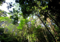 Southeast Asian communities spearhead forest restoration efforts