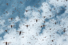  Americans brace for a rare and creepy billion-bug invasion 